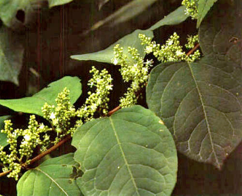 Huzhang